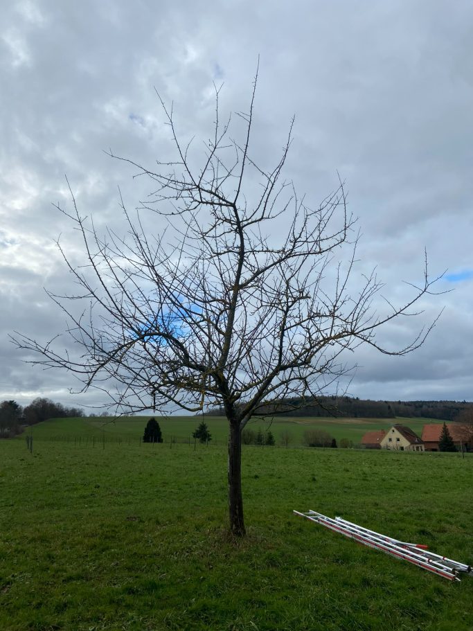 Vor dem Winterschnitt...